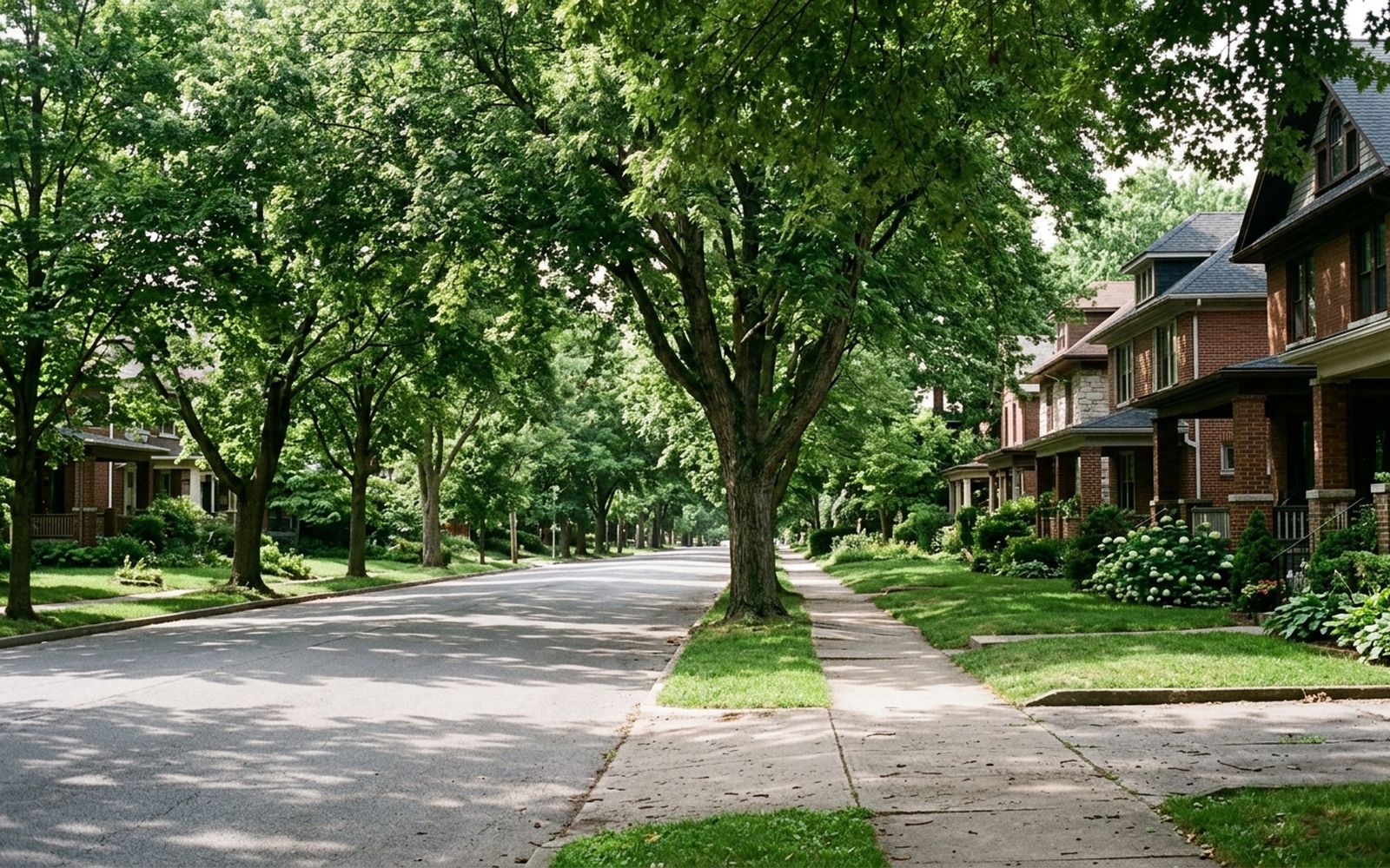 A residential avenue in full summer leaf, mature trees meeting overhead across the roadway, dappled light on the pavement, no people or vehicles