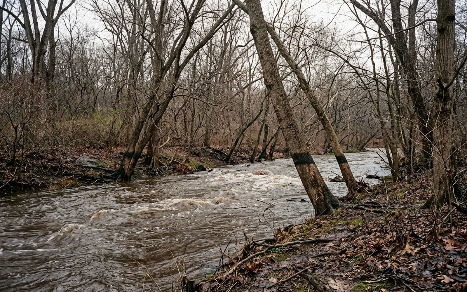 A fast brown creek running high between wooded banks in winter, bare trees leaning over the water, silt line visible on the trunks, no people in frame